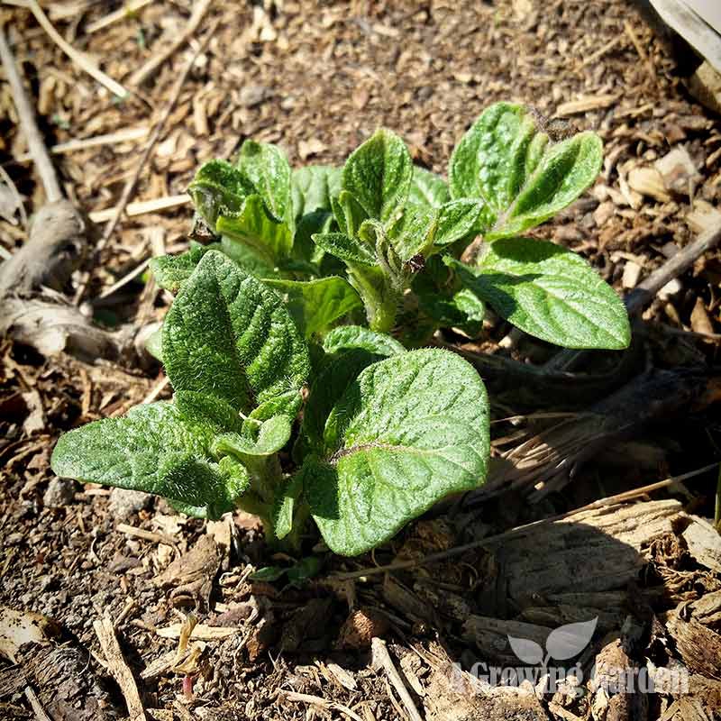 Growing Potatoes