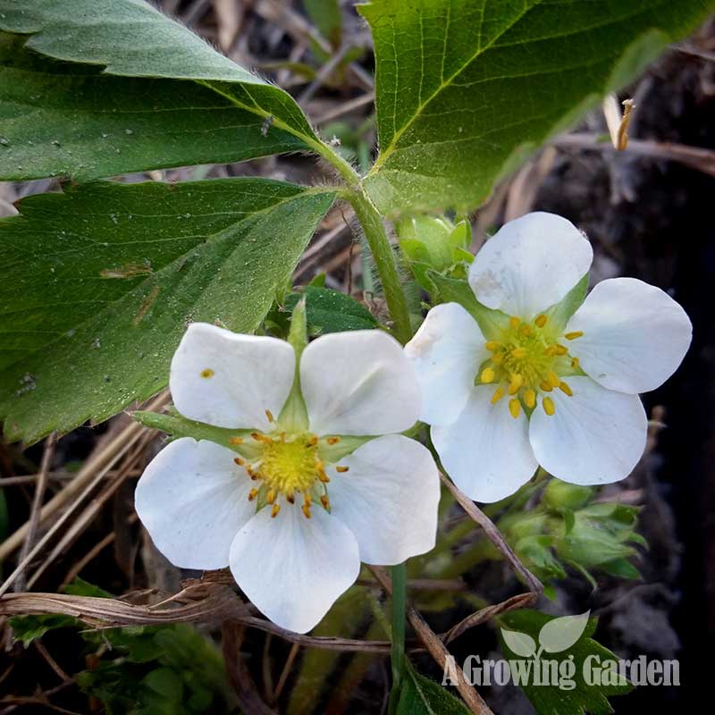 Strawberry flowers