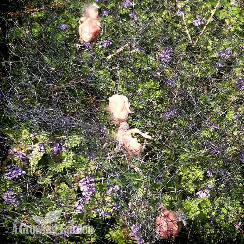 Chickadee Babies