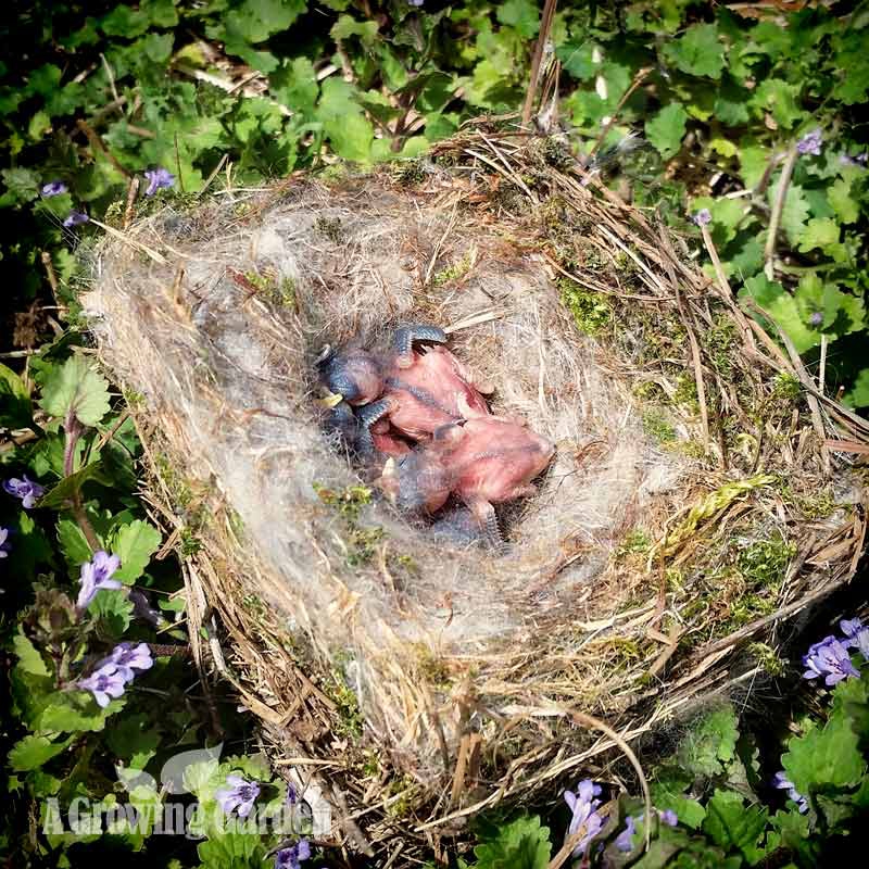 Bird's Nests and Baby Birds in the Garden - Horticulture