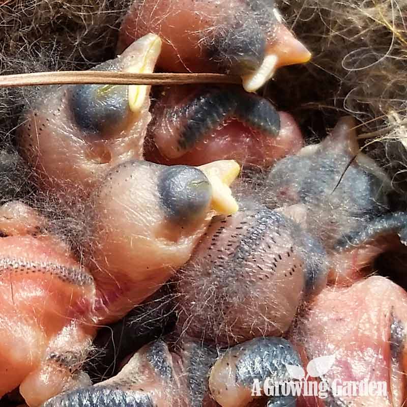 Chickadee Baby Birds