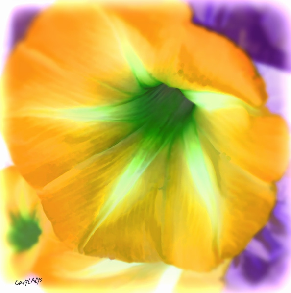 Morning Glory Print for Sale