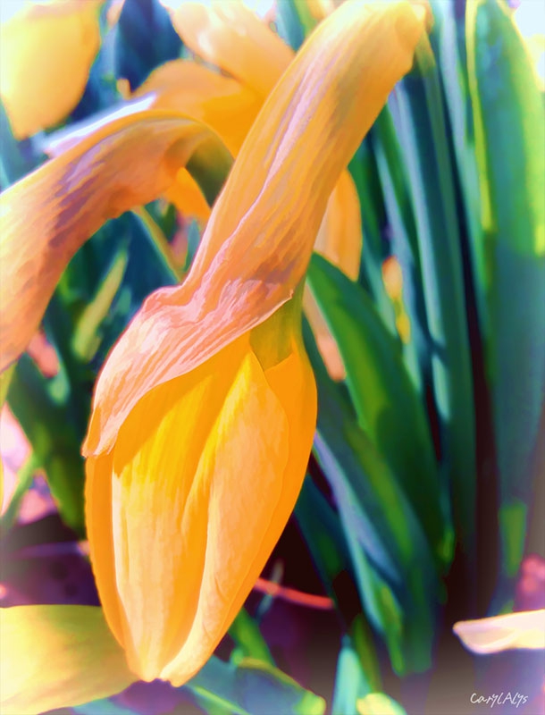 Daffodil Buds