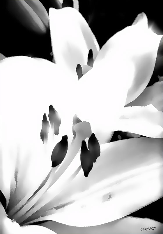 CarylAlys Giclee Print for Sale: White Lily