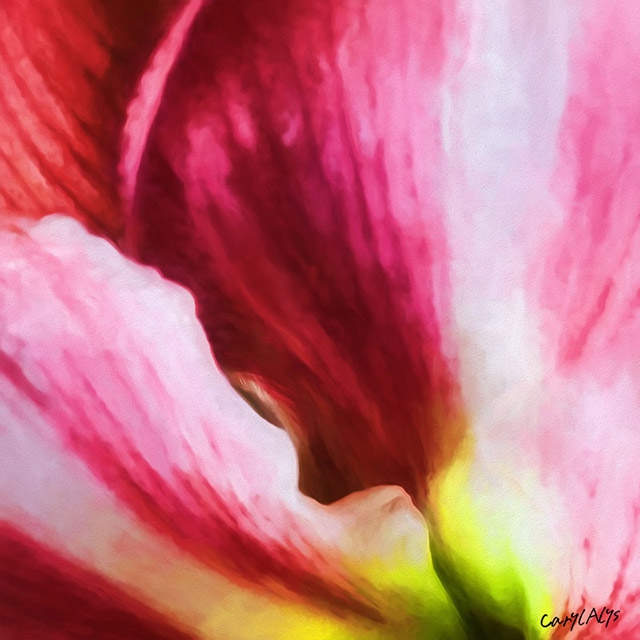 Amaryllis Art Print