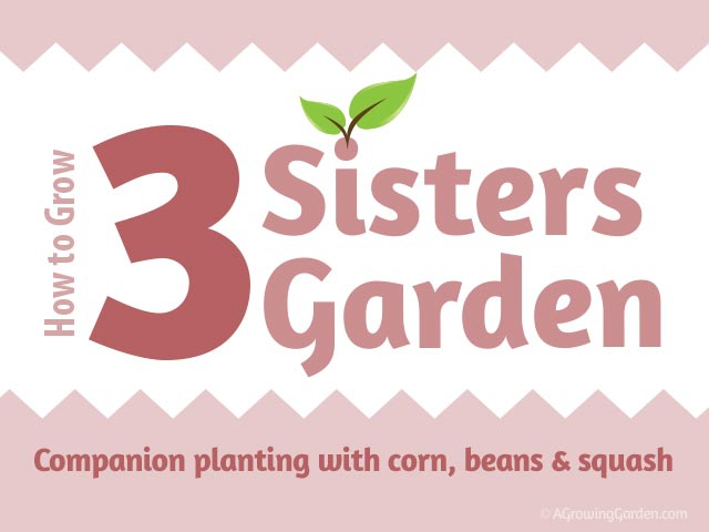 How to Plant & Grow a Three Sisters Garden