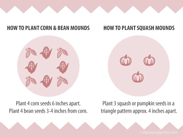 3 Sisters Garden Planting Example