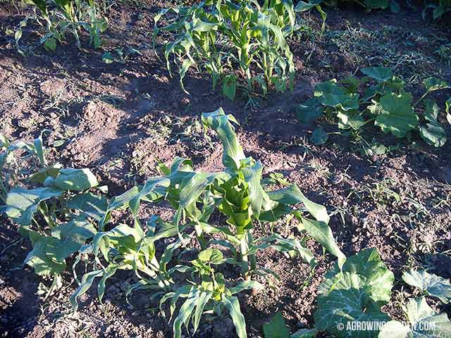 3 Sisters Garden - Corn, Beans, and Squash