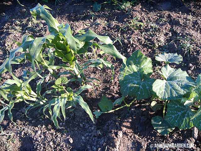 Growing a Three Sisters Garden