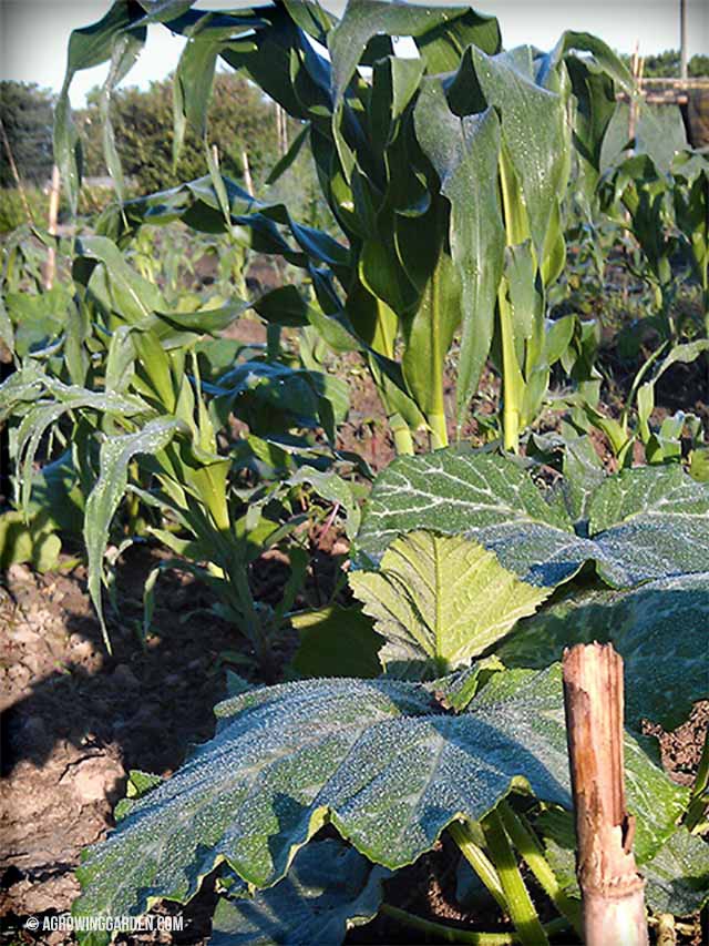 Growing Corn, Beans and Squash - 3 Sisters