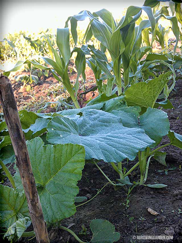 Three Sisters Garden