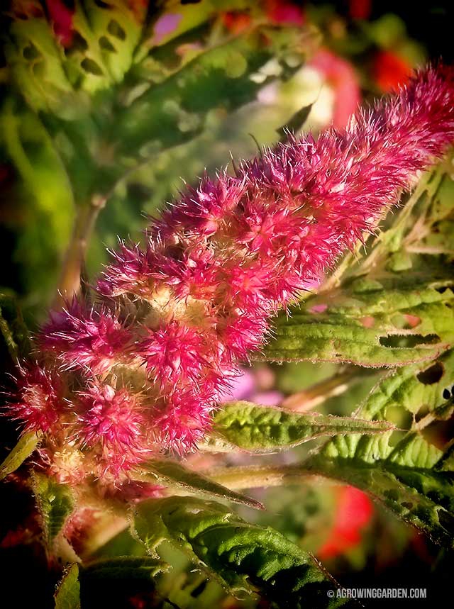 Amaranth Dreadlocks