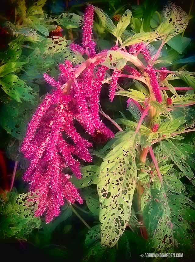 Amaranthus - Love Lies Bleeding