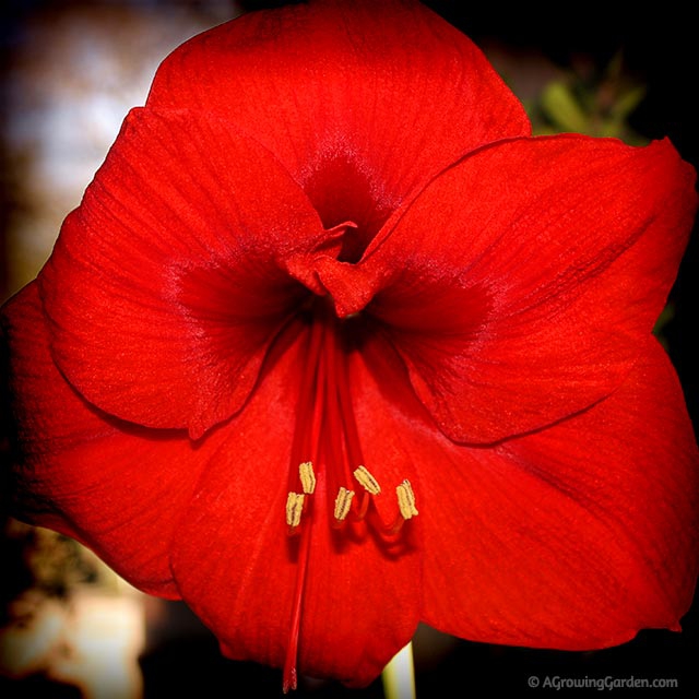 Amaryllis Bulb - A Gift for Gardeners