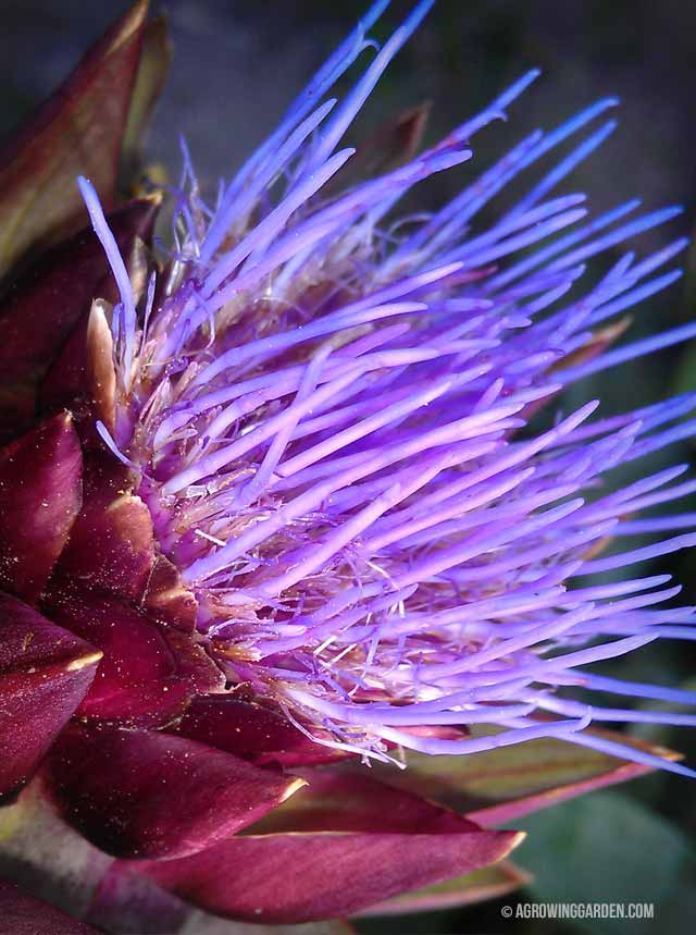 Artichoke Flower