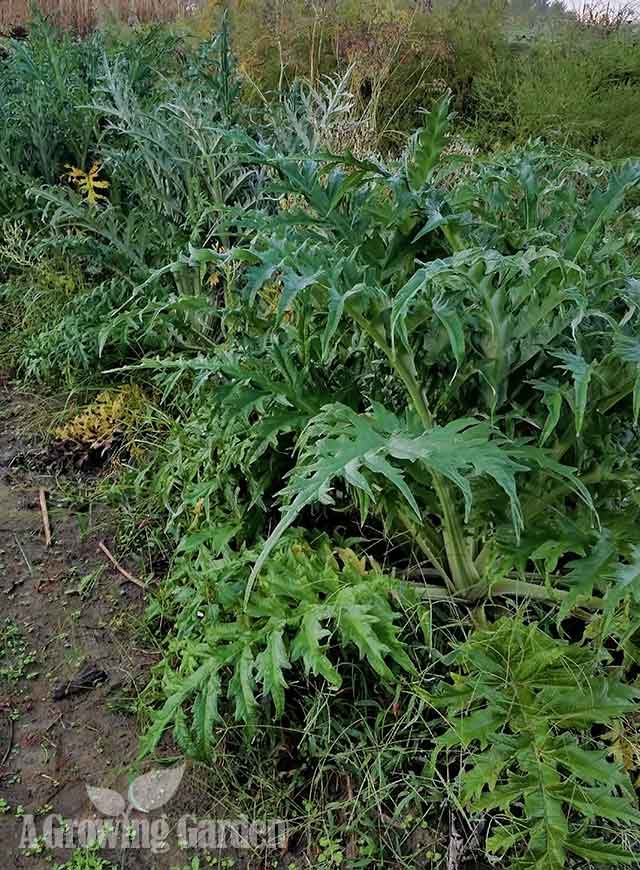 Artichokes growing in Virginia