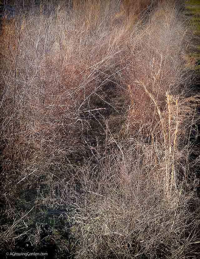 Asparagus Bed - Overgrown