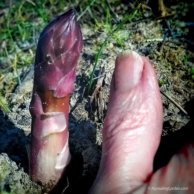 Asparagus as big as my thumb!