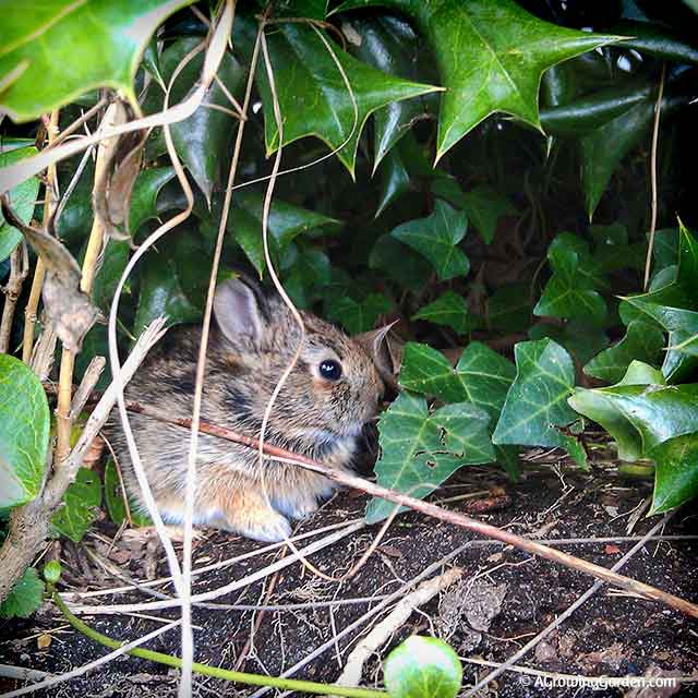 Baby Cottontail Rabbit