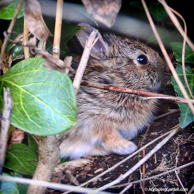 Baby Bunny