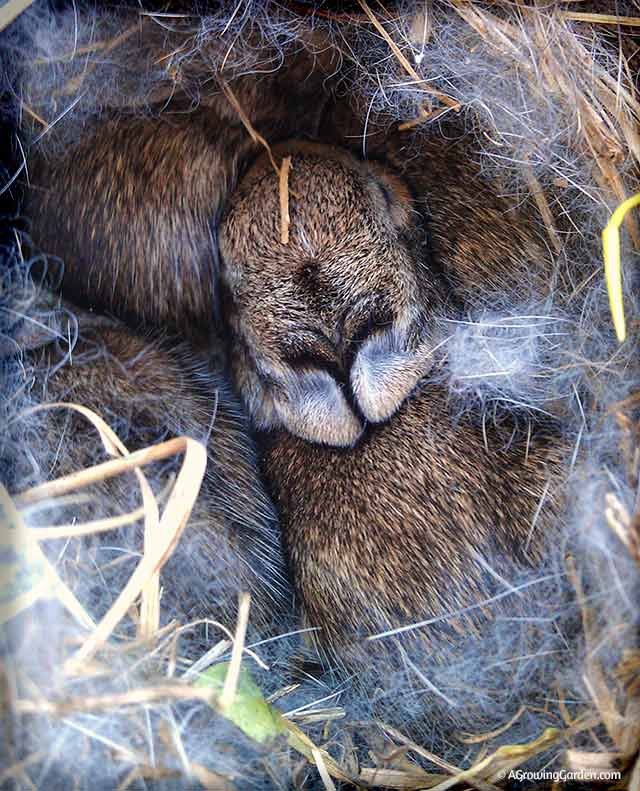 Baby Bunny Nest Update