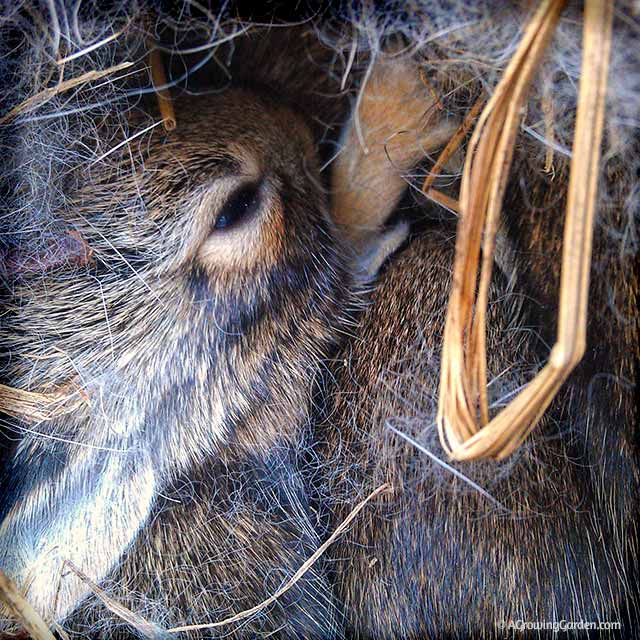 Baby Cottontail Rabbit in Nest