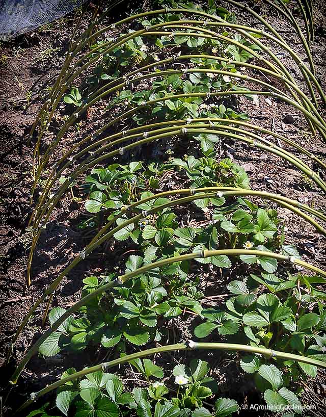 Curved Bamboo Poles in the Garden