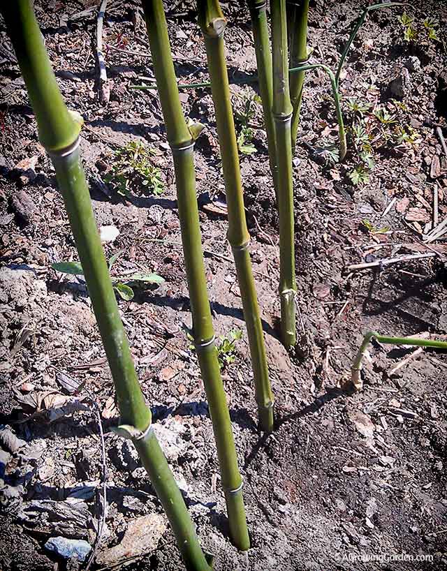 Creating Curved Bamboo Stakes