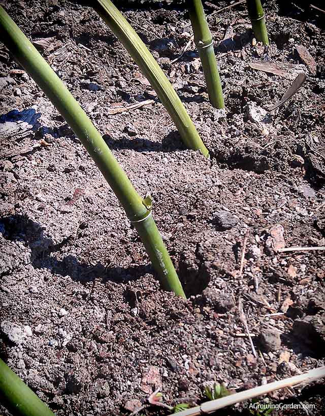 Bamboo Stakes