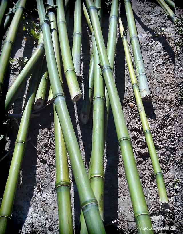 Bamboo Stakes