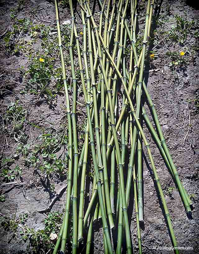 Creating Curved Bamboo Stakes