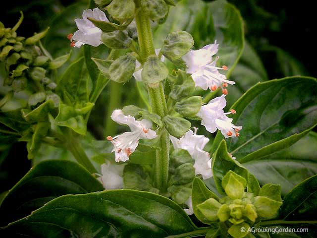 Basil Flower