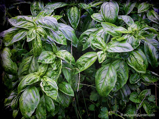 Basil Growing in Garden