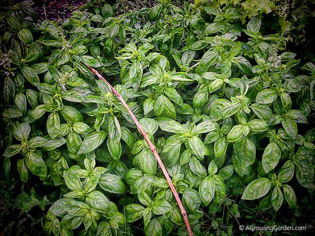 Basil! Basil! and More Basil!