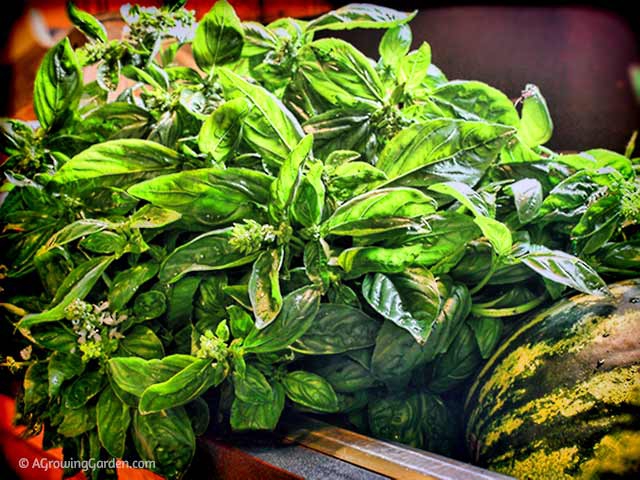 Harvesting Basil