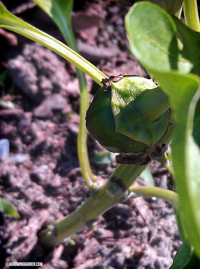 Bell Peppers