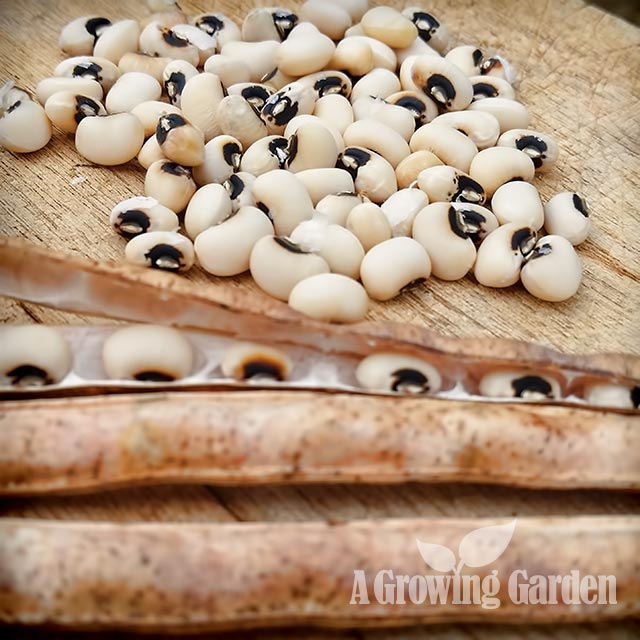 How to Grow Black Eyed Peas