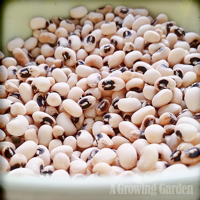 Growing Black Eyed Peas