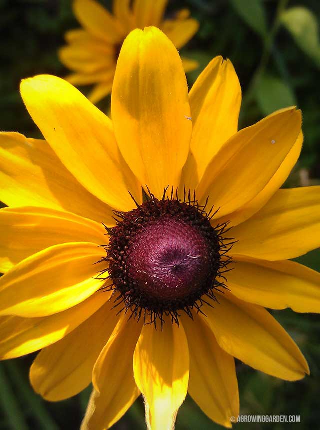 Black Eyed Susan