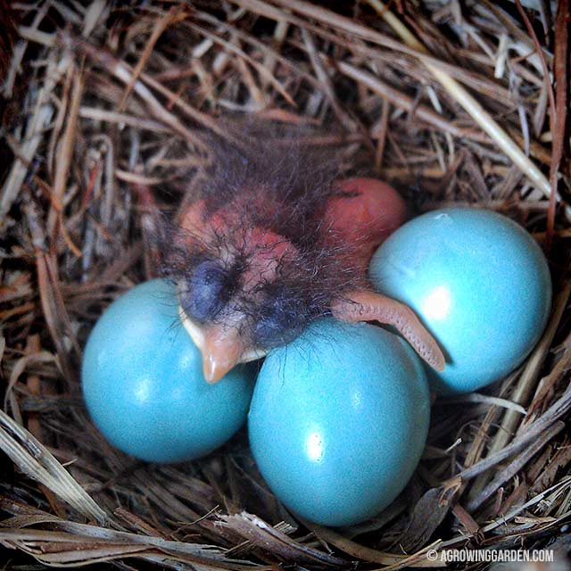 Bluebird Babies Hatching