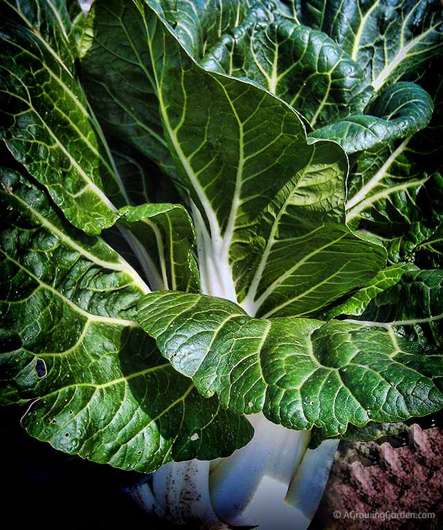 A Bok Choy Photo Shoot