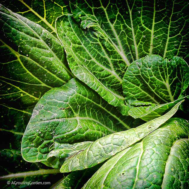 Bok Choy Leaves