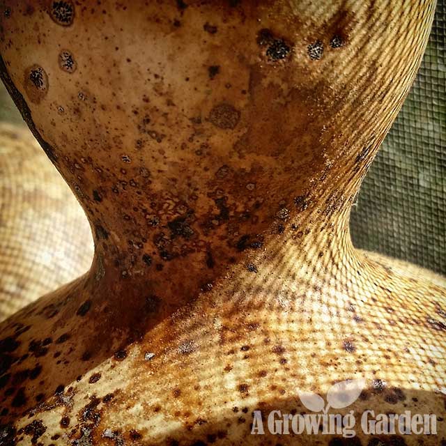 Drying Gourds