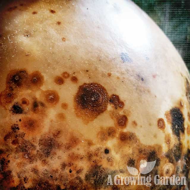 Drying Gourds