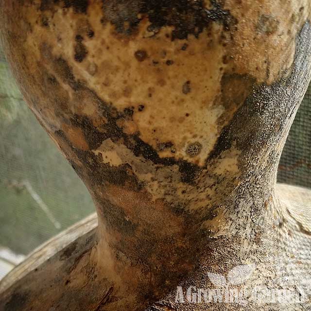 Drying Gourds