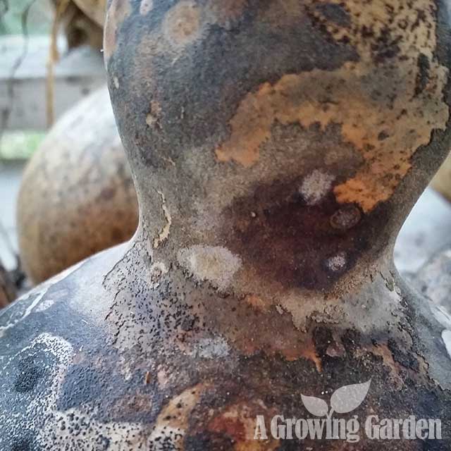 Drying Gourds