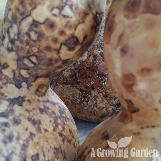 Drying Gourds