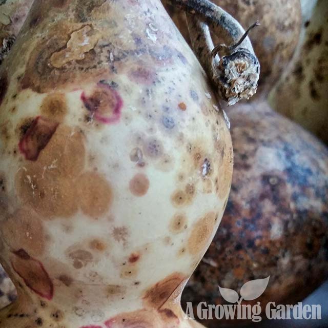 Drying Gourds