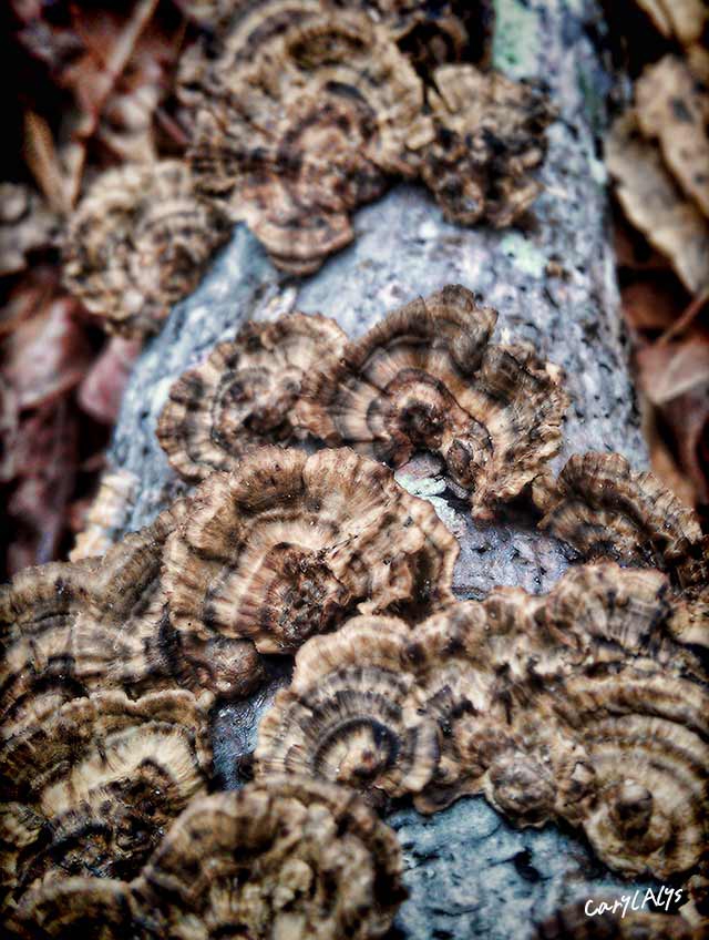 Bracket Fungus