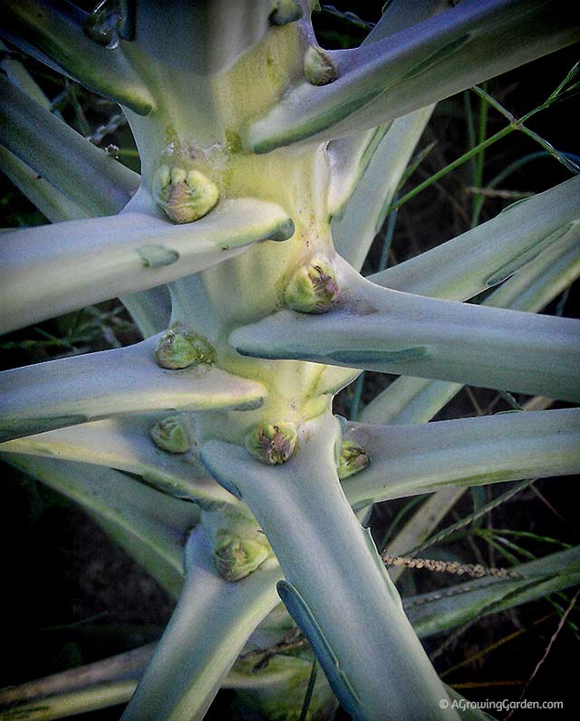 My Fall Planted Brussel Sprouts - 2013